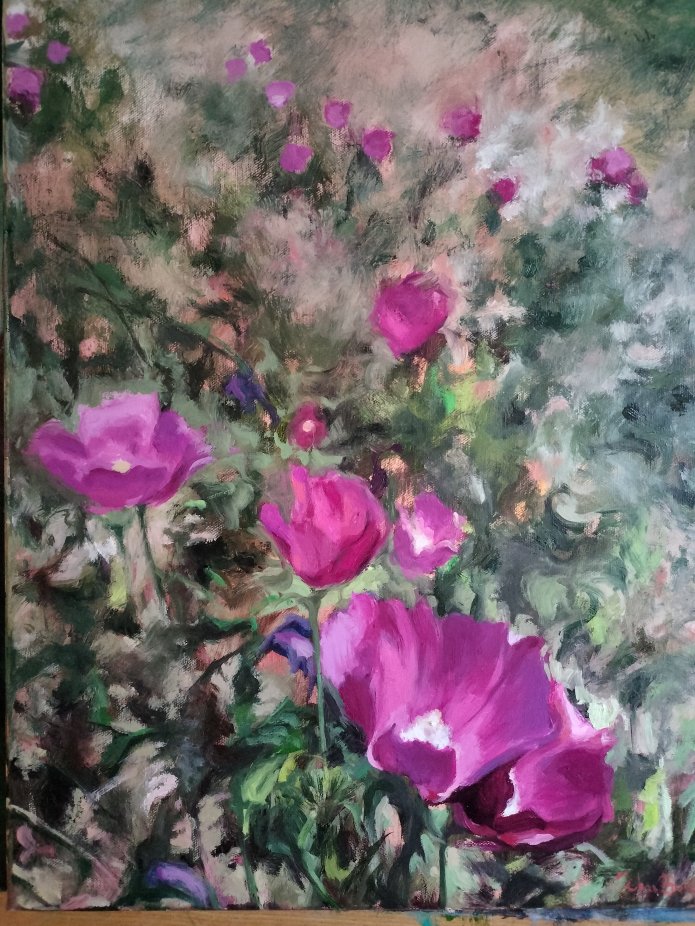 poppy-field