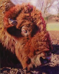 bison-wallow